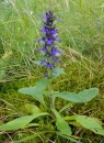 whole  : nom scientifique : Ajuga genevensis L. , Ajuga , Lamiaceae 