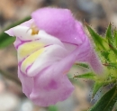 flower : nom scientifique : Misopates orontium (L.) Raf. , Misopates , Plantaginaceae