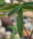 leaf : nom scientifique : Misopates orontium (L.) Raf. , Misopates , Plantaginaceae