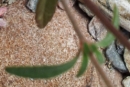 stemleaf : nom scientifique : Misopates orontium (L.) Raf. , Misopates , Plantaginaceae