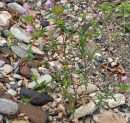 whole : nom scientifique : Misopates orontium (L.) Raf. , Misopates , Plantaginaceae