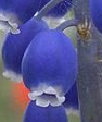 flower  : nom scientifique : Muscari neglectum Guss. ex M. Tenore , Muscari , Asparagaceae 