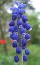 flower  : nom scientifique : Muscari neglectum Guss. ex M. Tenore , Muscari , Asparagaceae 