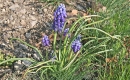 whole  : nom scientifique : Muscari neglectum Guss. ex M. Tenore , Muscari , Asparagaceae 