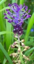 flower : nom scientifique : Muscari comosum (L.) Mill. , Muscari , Asparagaceae