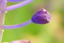 flower : nom scientifique : Muscari comosum (L.) Mill. , Muscari , Asparagaceae