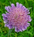 flower  : nom scientifique : Knautia arvensis (L.) Coult. , Knautia , Caprifoliaceae 