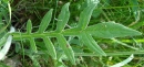 leaf  : nom scientifique : Knautia arvensis (L.) Coult. , Knautia , Caprifoliaceae 