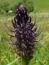 flower :