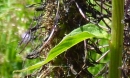 leaf :