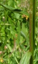 stemleaf :