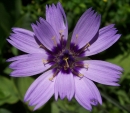 flower  : nom scientifique : Catananche caerulea L. , Catananche , Asteraceae 