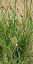 leaf  : nom scientifique : Catananche caerulea L. , Catananche , Asteraceae 