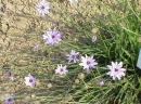 whole  : nom scientifique : Catananche caerulea L. , Catananche , Asteraceae 