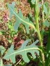 stemleaf : nom scientifique : Lactuca serriola L. , Lactuca , Asteraceae