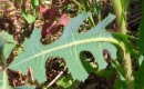 leaf : nom scientifique : Lactuca serriola L. , Lactuca , Asteraceae