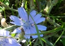 flower  : nom scientifique : Cichorium intybus L. , Cichorium , Asteraceae 