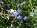 whole  : nom scientifique : Cichorium intybus L. , Cichorium , Asteraceae 