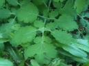 leaf : nom scientifique : Chelidonium majus L. , Chelidonium , Papaveraceae