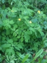 whole : nom scientifique : Chelidonium majus L. , Chelidonium , Papaveraceae