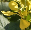 flower  : nom scientifique : Sinapis arvensis L. , Sinapis , Brassicaceae 