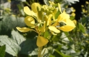 flower  : nom scientifique : Sinapis arvensis L. , Sinapis , Brassicaceae 