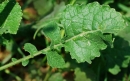 leaf  : nom scientifique : Sinapis arvensis L. , Sinapis , Brassicaceae 