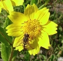 flower  : 