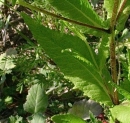 leaf  : 