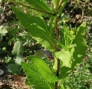 stemleaf  : 