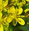 flower  : nom scientifique : Isatis tinctoria L. , Isatis , Brassicaceae 