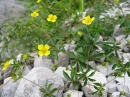 whole  : nom scientifique : Potentilla erecta (L.) Raeusch. , Potentilla , Rosaceae 