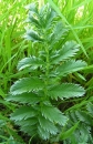 leaf  : nom scientifique : Potentilla anserina L. , Potentilla , Rosaceae 