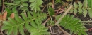 stemleaf  : nom scientifique : Potentilla anserina L. , Potentilla , Rosaceae 