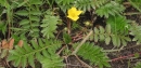 whole  : nom scientifique : Potentilla anserina L. , Potentilla , Rosaceae 