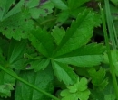 leaf  : nom scientifique : Potentilla reptans L. , Potentilla , Rosaceae 