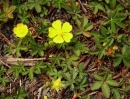 whole  : nom scientifique : Potentilla reptans L. , Potentilla , Rosaceae 