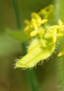 flower  : nom scientifique : Cruciata laevipes Opiz , Cruciata , Rubiaceae 