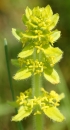 flower  : nom scientifique : Cruciata laevipes Opiz , Cruciata , Rubiaceae 