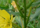 stemleaf  : nom scientifique : Oenothera biennis L. , Oenothera , Onagraceae 