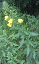 whole  : nom scientifique : Oenothera biennis L. , Oenothera , Onagraceae 