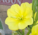 flower  : nom scientifique : Oenothera biennis L. , Oenothera , Onagraceae 