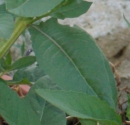 leaf  : nom scientifique : Oenothera biennis L. , Oenothera , Onagraceae 