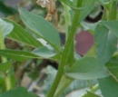 stemleaf  : nom scientifique : Oenothera biennis L. , Oenothera , Onagraceae 