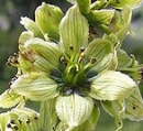 flower  : nom scientifique : Veratrum album L. , Veratrum , Melanthiaceae 