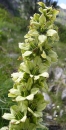 flower  : nom scientifique : Veratrum album L. , Veratrum , Melanthiaceae 