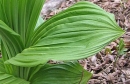 leaf  : nom scientifique : Veratrum album L. , Veratrum , Melanthiaceae 