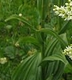 stemleaf  : nom scientifique : Veratrum album L. , Veratrum , Melanthiaceae 