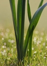 stemleaf  : nom scientifique : Narcissus L. , Amaryllidaceae 