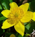 flower  : nom scientifique : Caltha palustris L. , Caltha , Ranunculaceae 